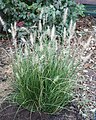 Hameln Dwarf Fountain Grass