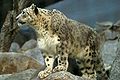 Leopardo de las nieves.