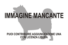 Immagine di Proadiantus excavatus mancante