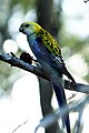 Pale-headed Rosella of Australia