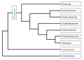 Image 45Phylogeny of the Pinophyta based on cladistic analysis of molecular data. (from Conifer)