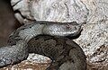 Vipera ammodytes ruffoi