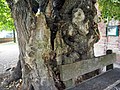 Deutsch: Die Wesenberger Linde vor der Evangelische Kirche St. Marien ist etwa 600 Jahre alt. English: 600 years old linden in front of the protestant church in Wesenberg, Germany.