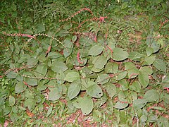 Persicaria filiformis[англ.]