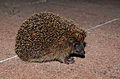 * Nomination European Hedgehog. --Alchemist-hp 23:50, 4 August 2010 (UTC) * Promotion Good quality despite the late hour. --Quartl 05:35, 5 August 2010 (UTC)