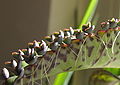 Blad van de Bryophyllum met broedknoppen en worteldraden