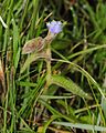 Cyanotis foecunda