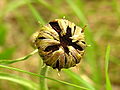 Smut fungi Microbotryum scorzonerae