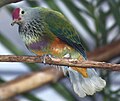 Mariana Fruit Dove