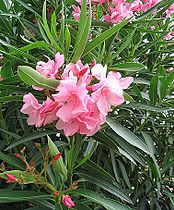 Oleandro Nerium oleander