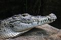 Mamba wa Guinea Mpya Crocodylus novaeguineae