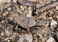 * Nomination Blue-winged grasshopper. --Quartl 18:40, 11 August 2010 (UTC) * Promotion good for the size --Ianare 00:51, 12 August 2010 (UTC)