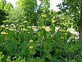 Gelber Lippenblütler in Planten und Blomen