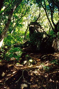 Garnets Ridge mit reste vanne oarsprunkelike plantjegreuj op Pitcairn