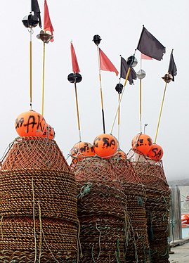 Reusen im Hafen von Sisimiut Grönland