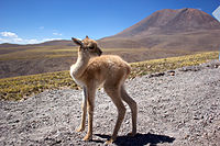 Cervatell de Vicunya al Desert d'Atacama (2014)