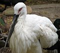 Oriental Stork