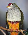 Beautiful Fruit Dove