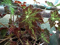 Begonia barszczolistna