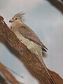 Blue-naped Mousebird