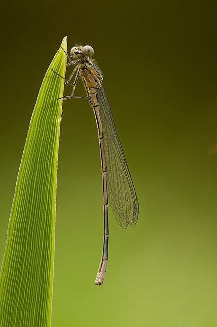 AZURE DAMSELFLY (Coenagrion puella)