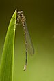 en:Azure_Damselfly