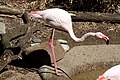 Greater Flamingo