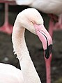 Greater Flamingo