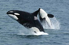 A pair of killer whales