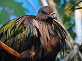 Nicobar Pigeon