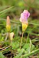 Oxalis obliquifolia