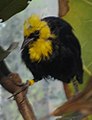 Yellow Hooded Blackbird