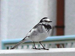 Motacilla alba lugens