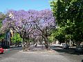 Diagonal 73 - Rambla de jacarandás