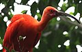 Scarlet Ibis