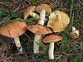 Suillus granulatus