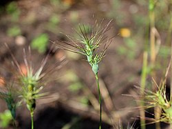 Aegilops geniculata