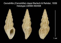 Cerodrillia clappi