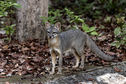 A Gray Fox in Tulum, MX.