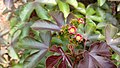 Jatropha gossypiifolia flowers