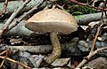 Leccinum scabrum