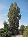 Populus nigra 'Italica'?