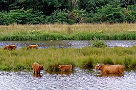 De Vecht bij Hardenberg