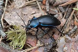 Violettjooksik (Carabus violaceus). Pildistatud Lõuna-Eestis.