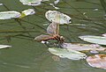 female laying eggs at water plants