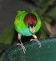 Bay Headed Tanager