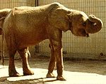 Skogselefant (Loxodonta cyclotis), Frankfurts zoo 1975, Tyskland.