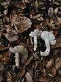 Tricholoma argyraceum