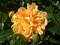 'Bernstein-Rose'