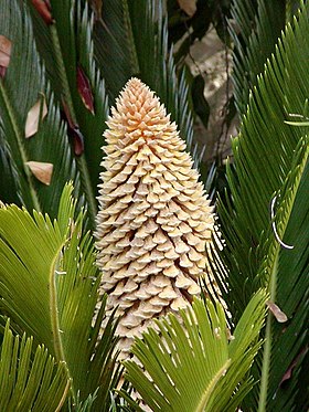 Japansk Cycas (Cycas revoluta) med en hanlig blomsterstand.